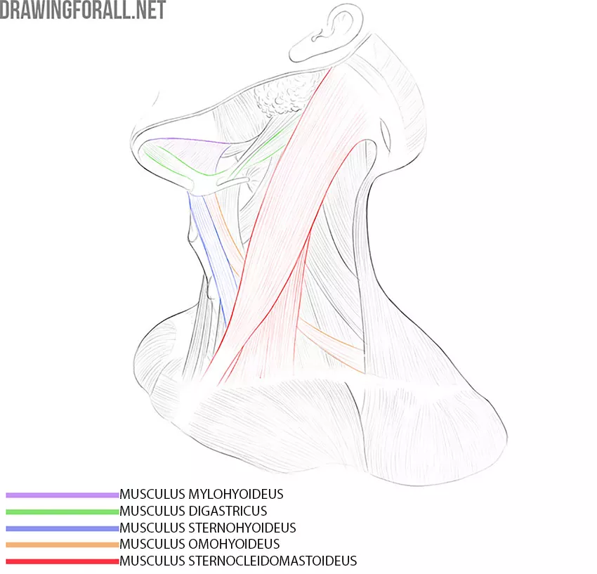 Human neck muscles anatomy for artists