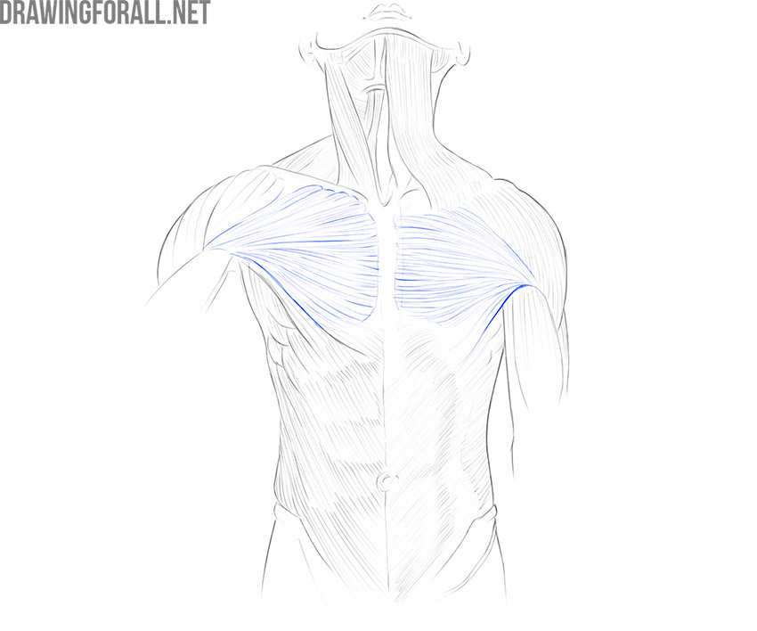Male Upper Torso Anatomy