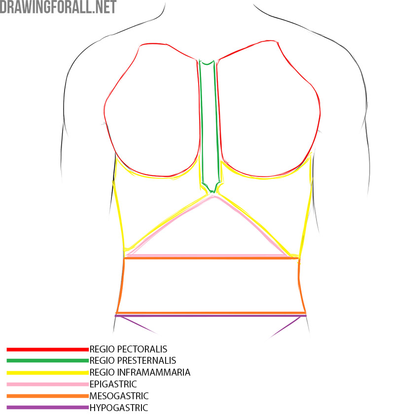 Front of the torso with the pectoral, presternal, inframammary, epigastric, mesogastric, and hypogastric regions labeled.
