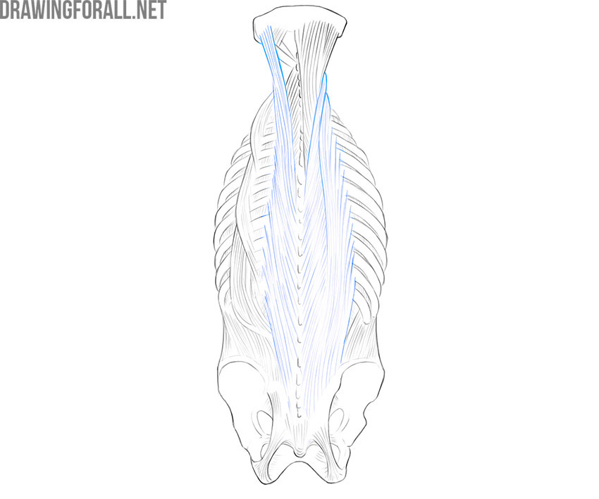 Back view of the torso showing the erector spinae muscles along the vertebral column.
