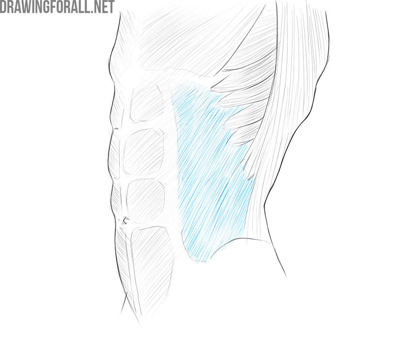 Side view of the abdomen showing the external oblique muscle between the ribs and pelvis.