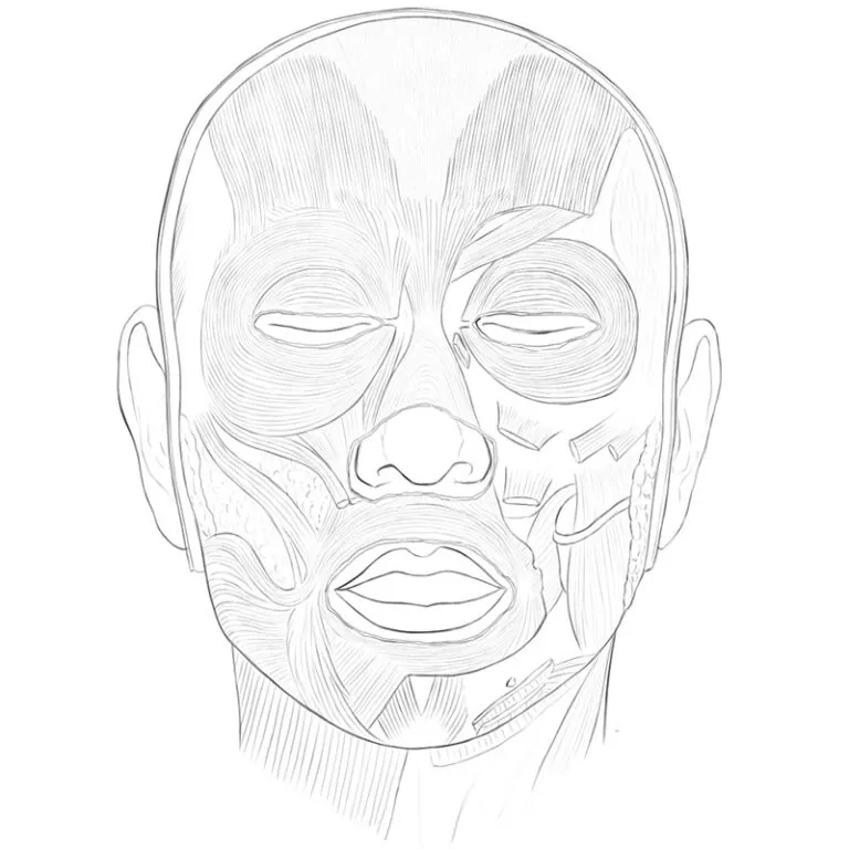 face muscles anatomy