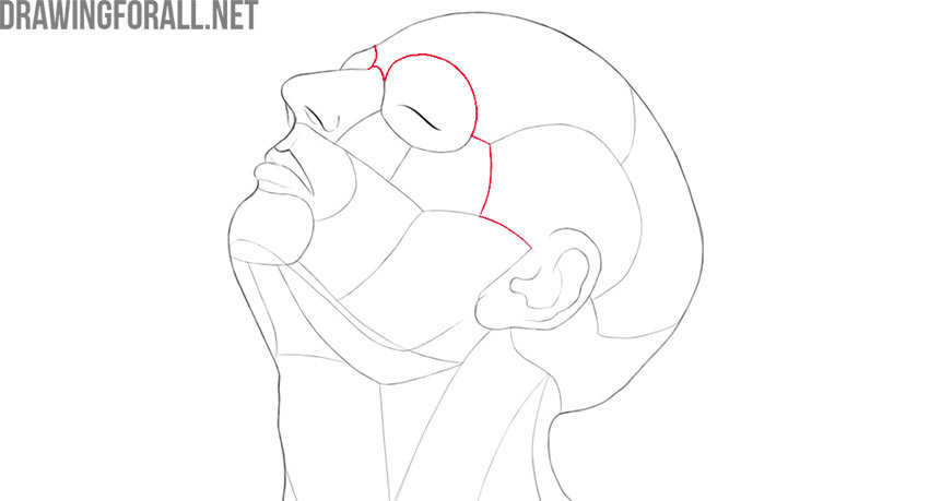 Head anatomy showing the division between the cerebral and facial parts.