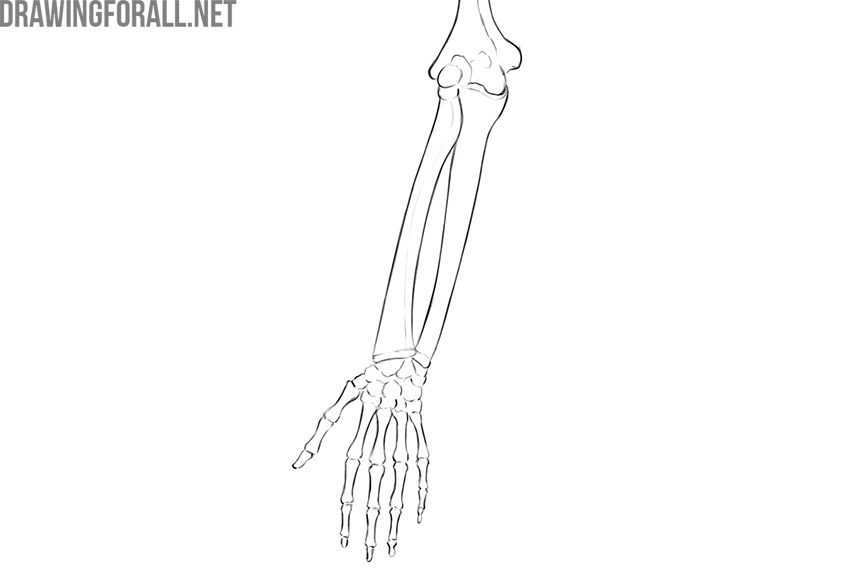Forearm and hand skeleton showing the radius, ulna, wrist, and finger bones.