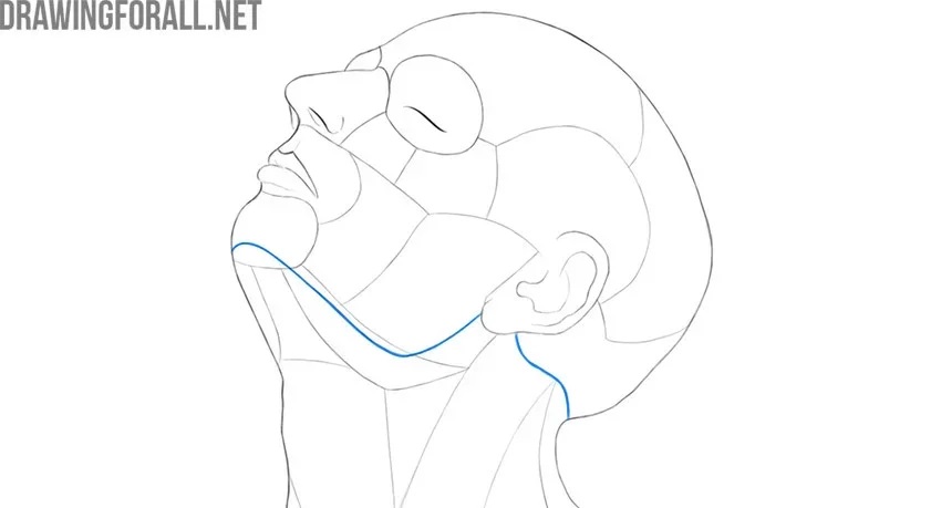 Head anatomy showing the border between the head and neck.