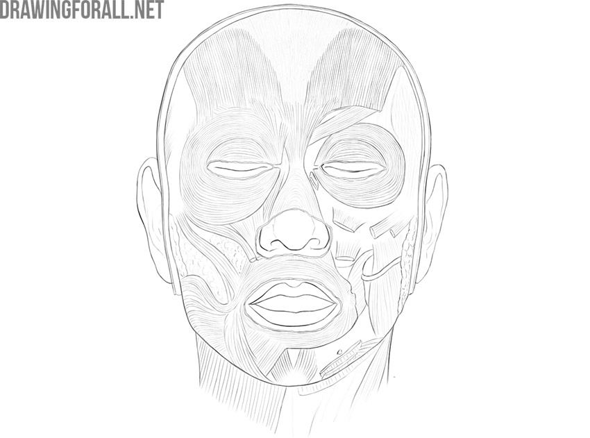 Front view of the head showing the main muscles of facial expression.