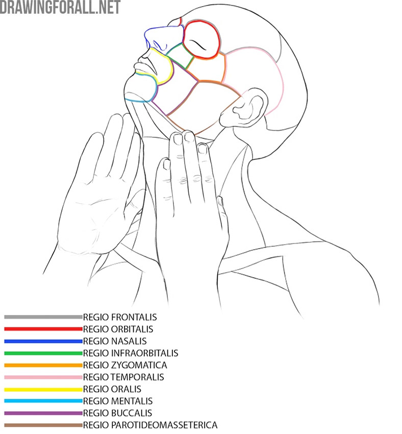 Facial topography showing the main anatomical regions of the human head.