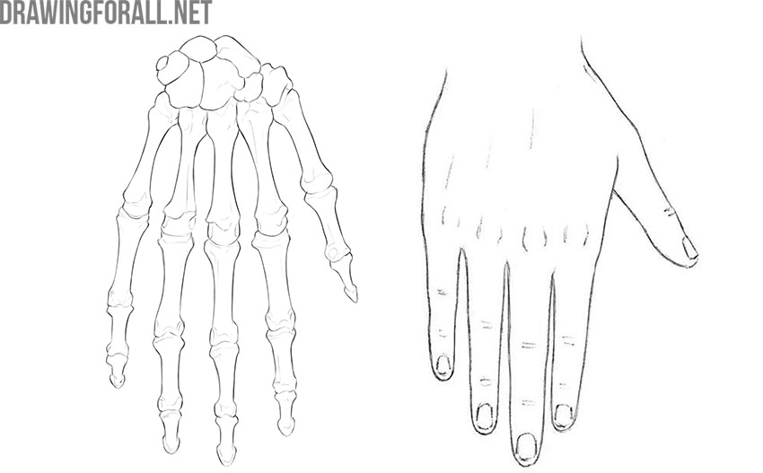 Hand skeleton shown beside the outer shape of the human hand.