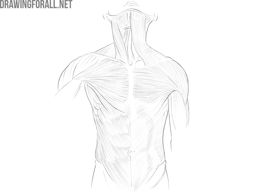 Front view of the torso showing the main superficial muscles of the chest and abdomen.