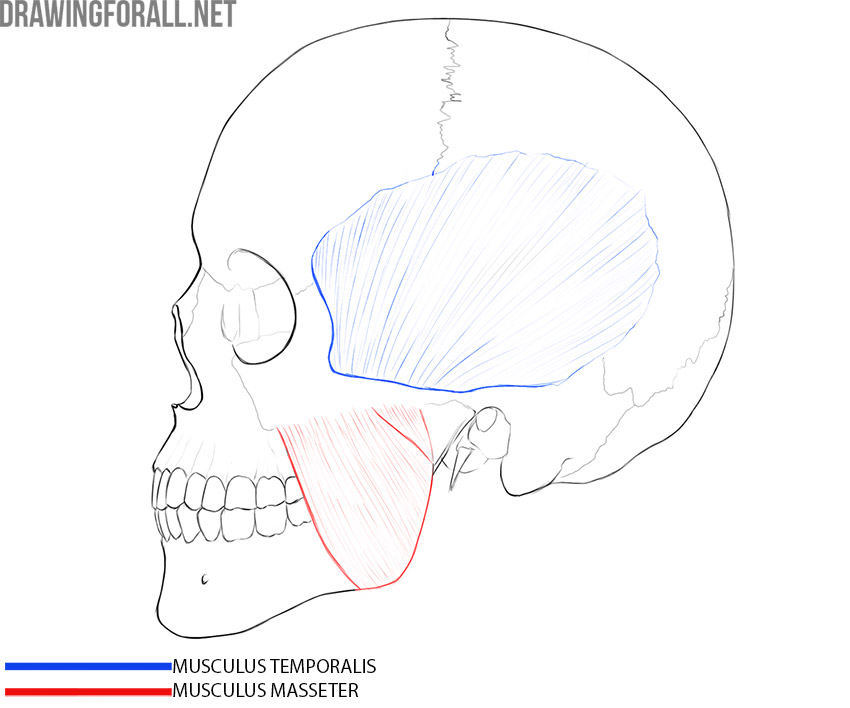 Side view of the skull with the temporalis and masseter muscles labeled.