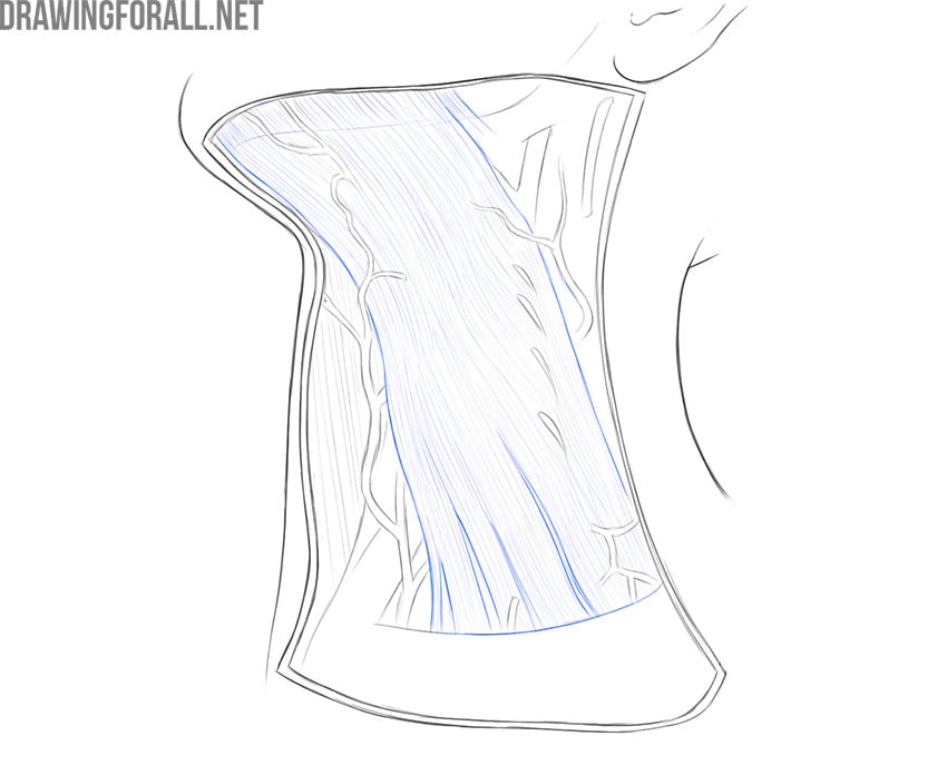 neck muscles anatomy