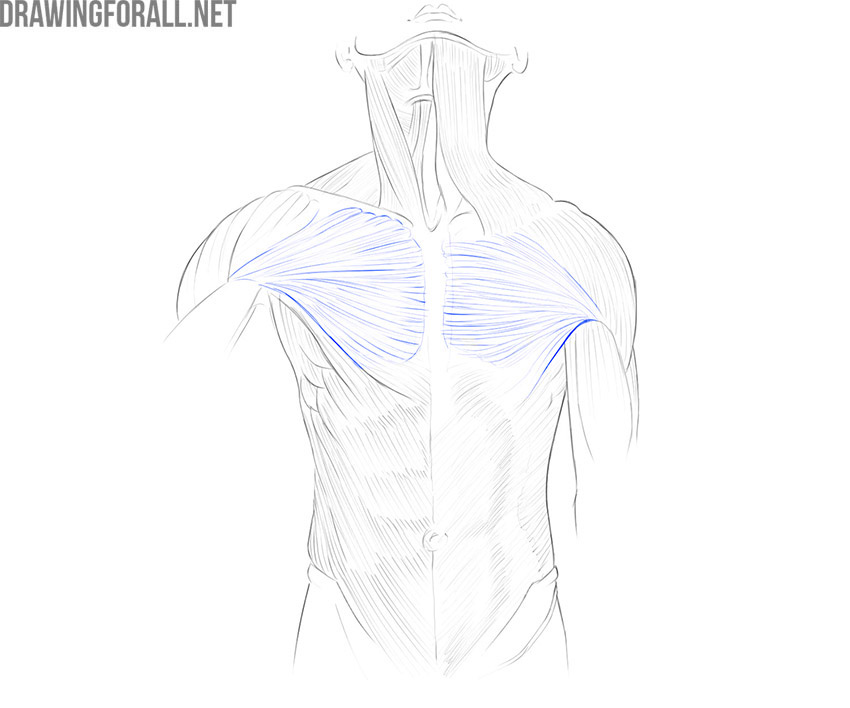 Front view of the torso showing the pectoralis major muscle.