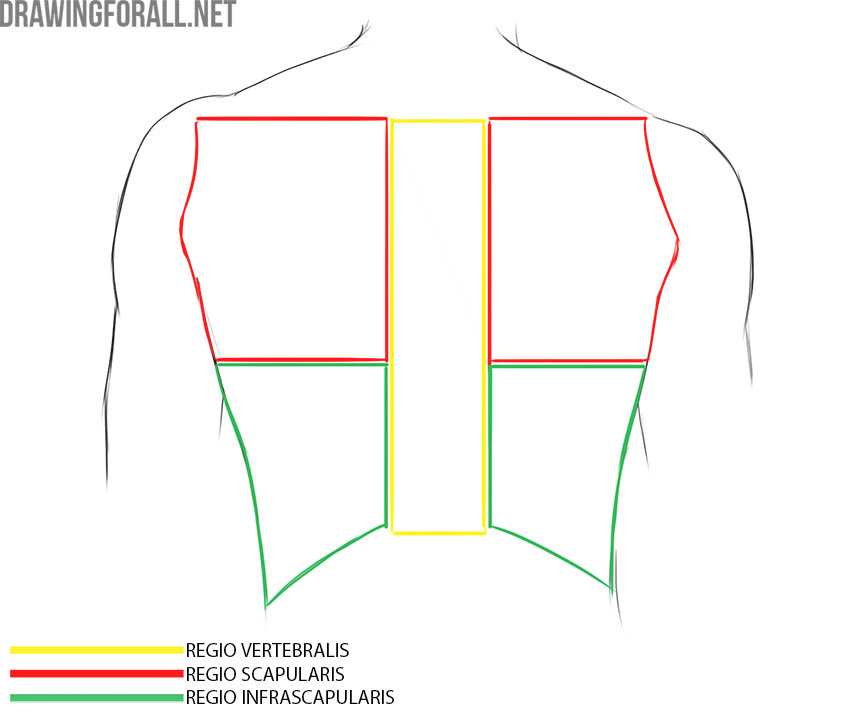Back of the torso with the vertebral, scapular, and infrascapular regions labeled.