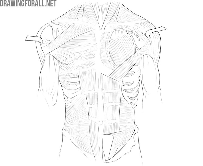 Front torso anatomy showing the rectus abdominis with deeper abdominal muscles exposed around it.
