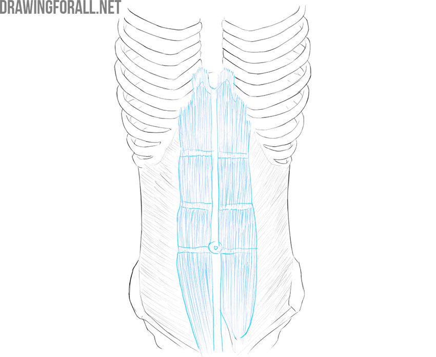Front view of the abdomen showing the rectus abdominis and its tendinous intersections.