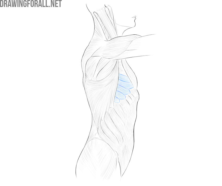 Side view of the torso showing the serratus anterior muscle along the ribs.
