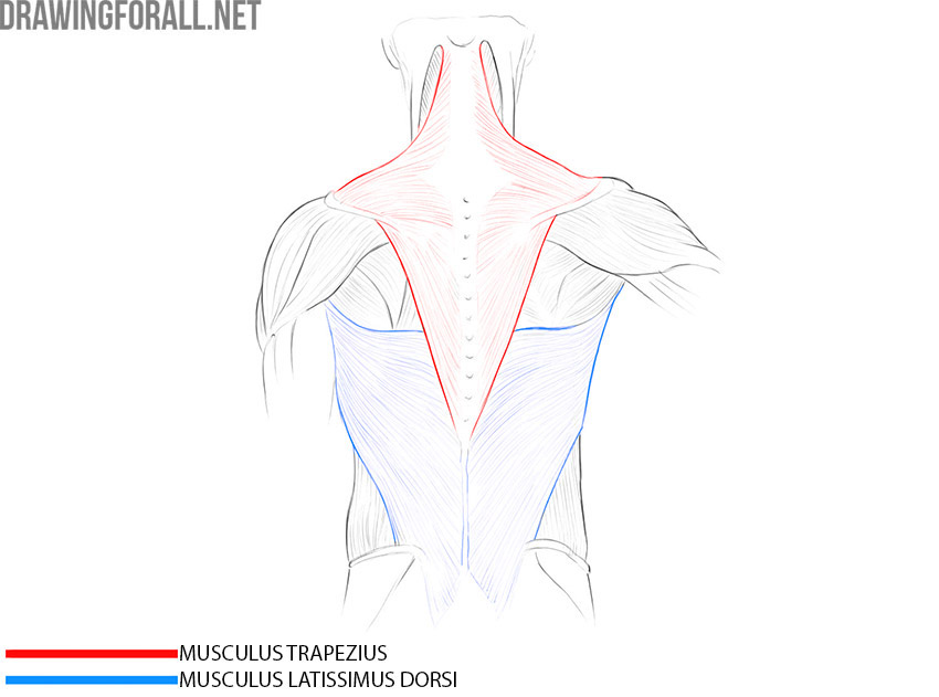 Back view of the torso with the trapezius and latissimus dorsi muscles labeled.