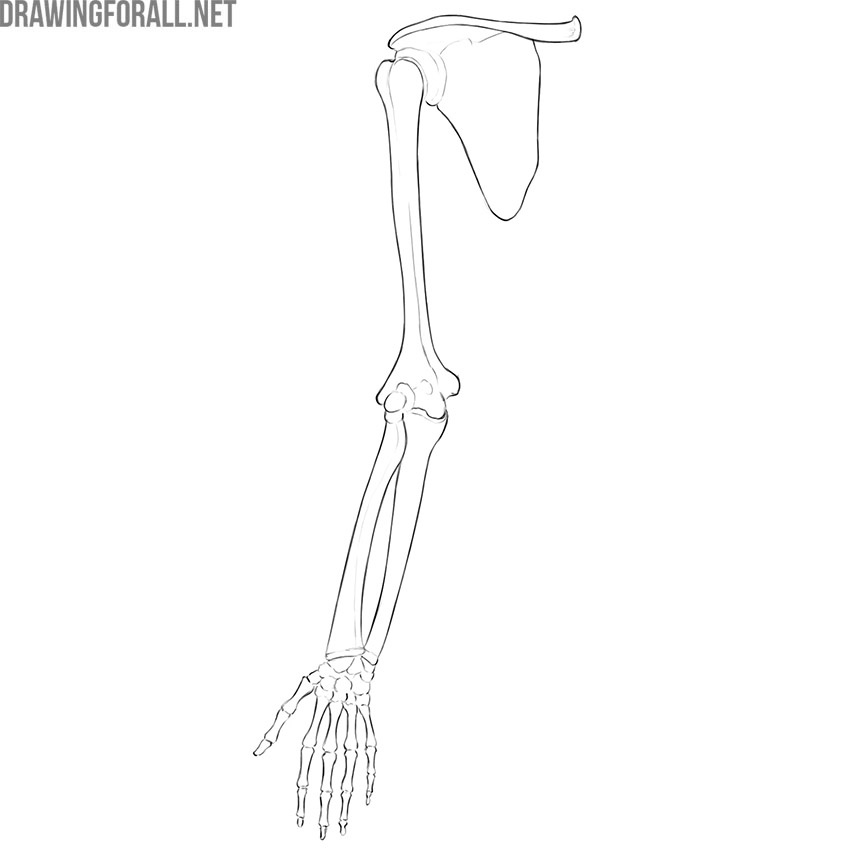 Upper limb skeleton with the clavicle, scapula, humerus, forearm, and hand bones.