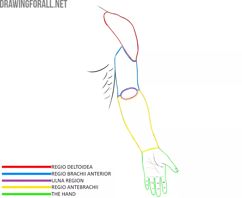 Arms anatomy