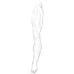 Lower Limbs Muscle Anatomy