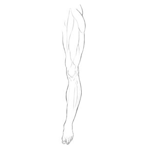 Lower Limbs Muscle Anatomy