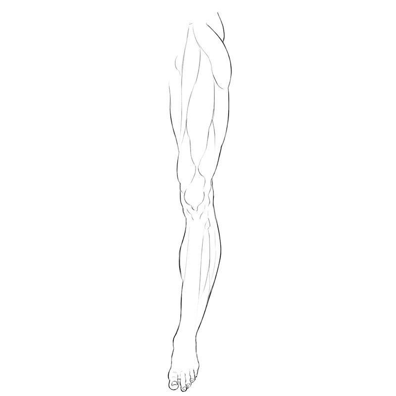 Lower Limbs Muscles Anatomy | Drawingforall.net