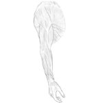 Upper Limbs Muscle Anatomy