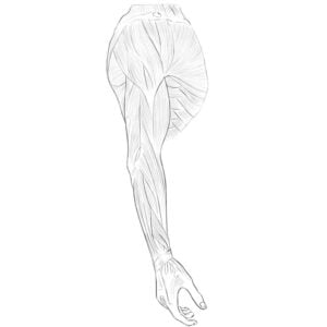Muscles anatomy for artists