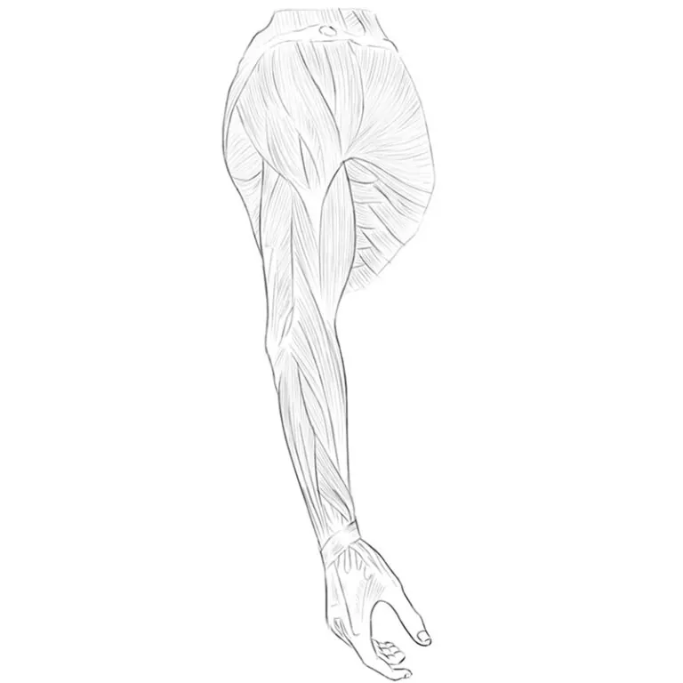 Muscles anatomy for artists