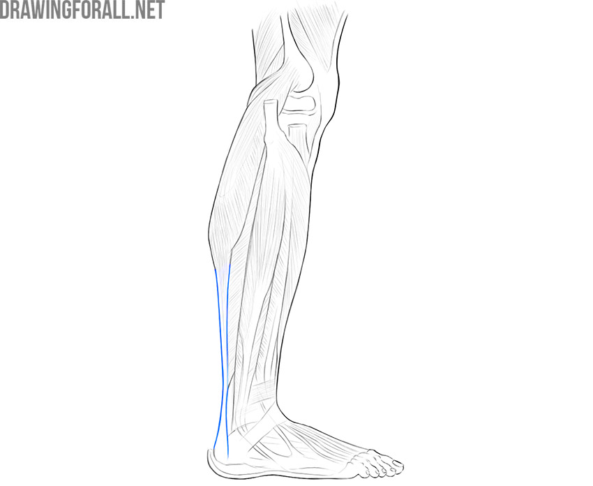 Side view of the lower leg showing the Achilles tendon extending to the heel.