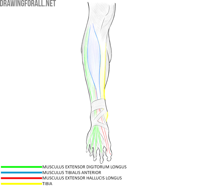Anterior lower leg anatomy with the extensor digitorum longus, tibialis anterior, extensor hallucis longus, and tibia labeled.
