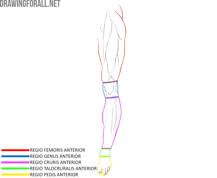Anterior lower limb with the thigh, knee, lower leg, ankle, and foot regions labeled.