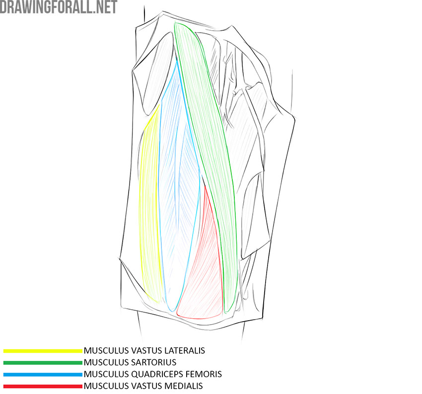 Anterior thigh anatomy with the vastus lateralis, sartorius, quadriceps femoris, and vastus medialis labeled.