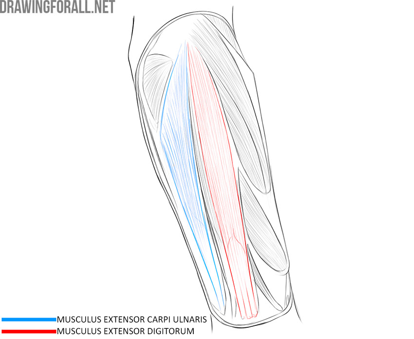 Back forearm anatomy with the extensor carpi ulnaris and extensor digitorum muscles labeled.