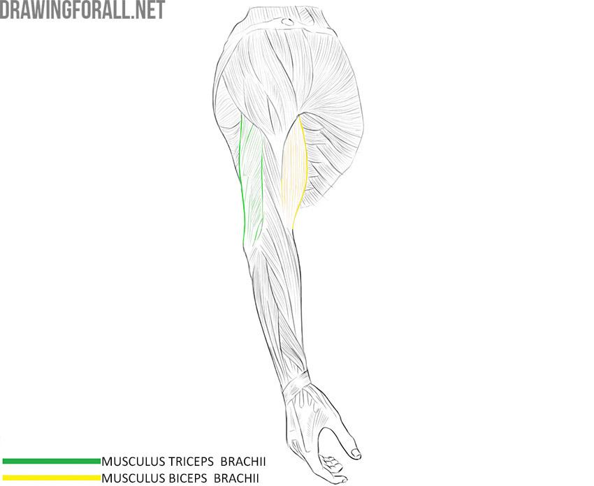 Upper arm anatomy with the biceps brachii and triceps brachii muscles labeled.