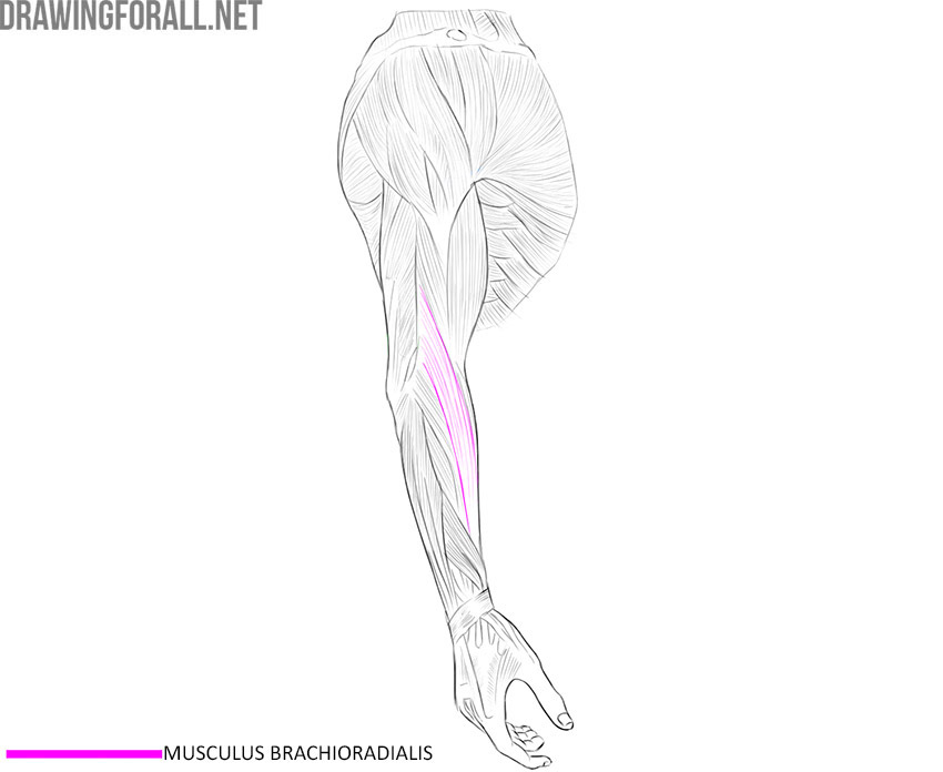 Side view of the forearm showing the brachioradialis muscle along the thumb side.