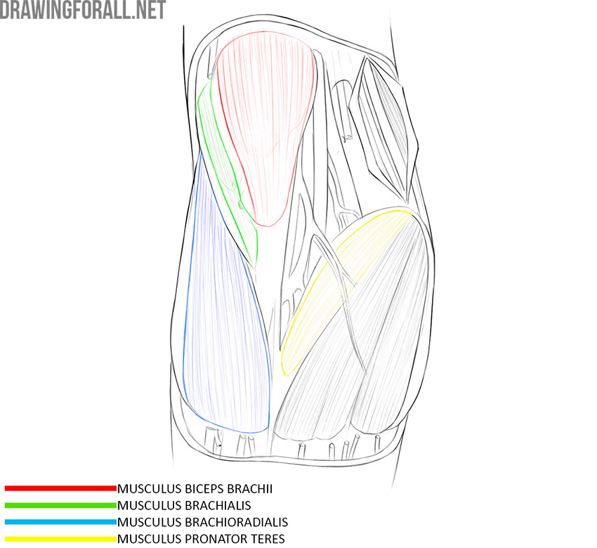 Cubital fossa anatomy with the biceps brachii, brachialis, brachioradialis, and pronator teres labeled.
