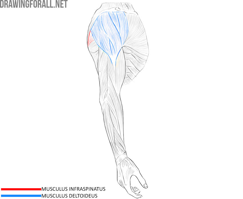 Upper limb anatomy with the deltoid and infraspinatus muscles labeled.