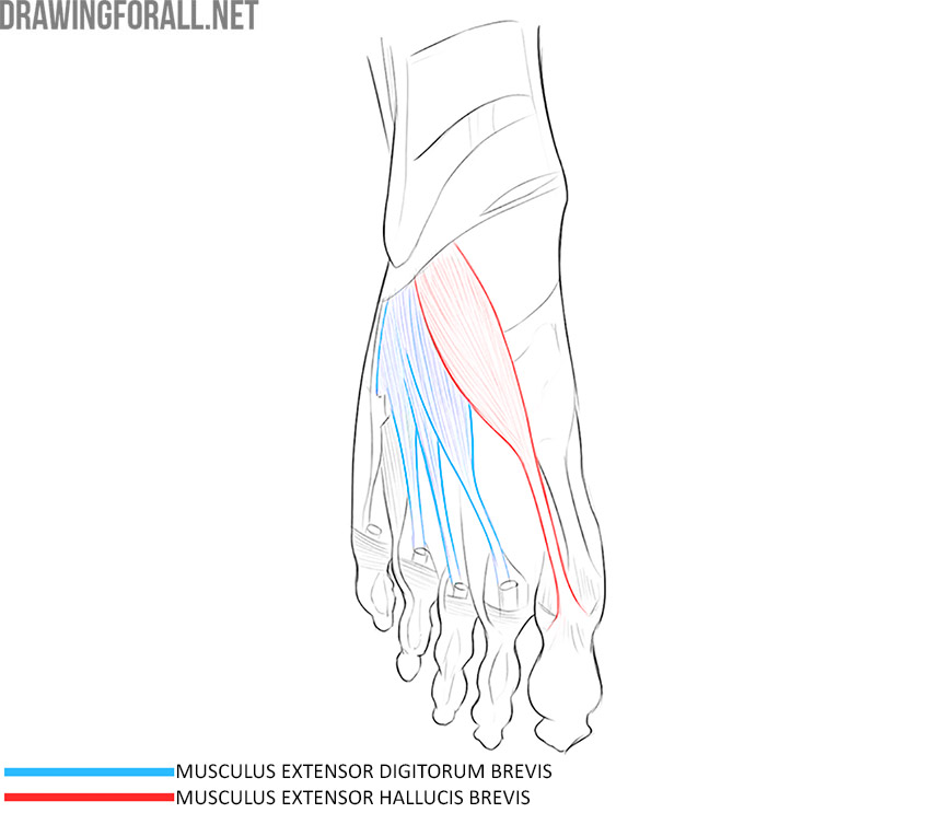 Dorsal foot anatomy with the extensor digitorum brevis and extensor hallucis brevis labeled.