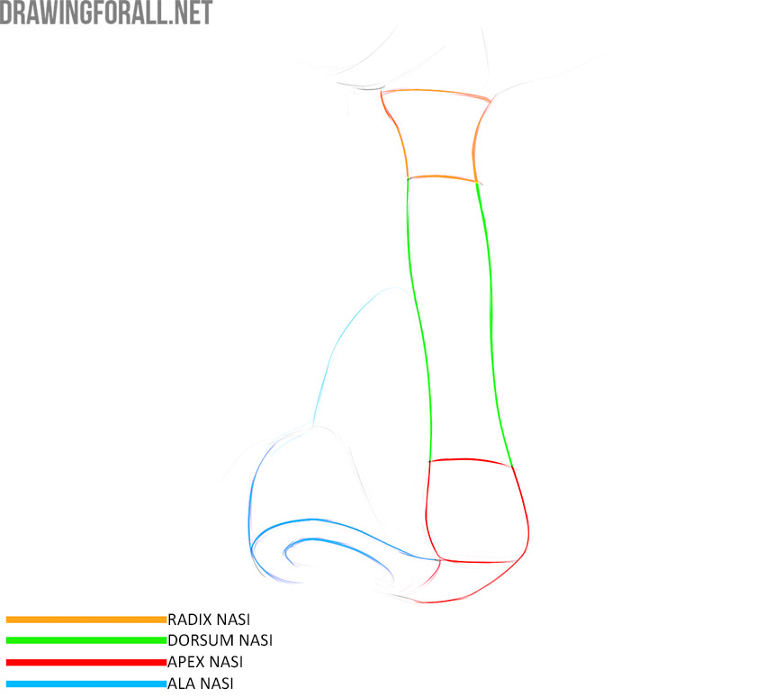 External nose anatomy with the root, bridge, tip, and wing labeled.