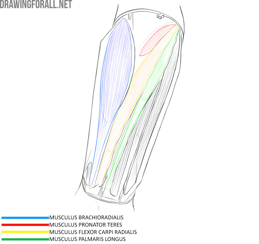 Front forearm anatomy with the brachioradialis, pronator teres, flexor carpi radialis, and palmaris longus labeled.