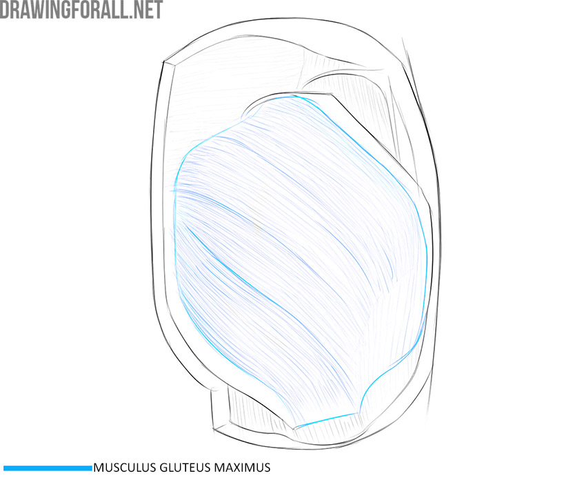 Gluteal anatomy showing the gluteus maximus muscle.