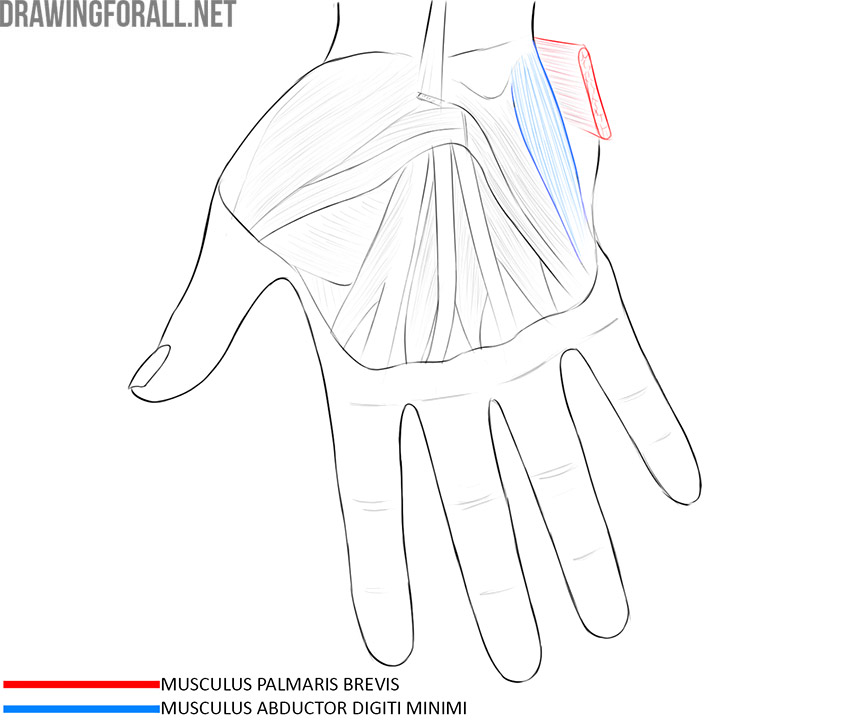 Palm anatomy with the palmaris brevis and abductor digiti minimi muscles labeled.
