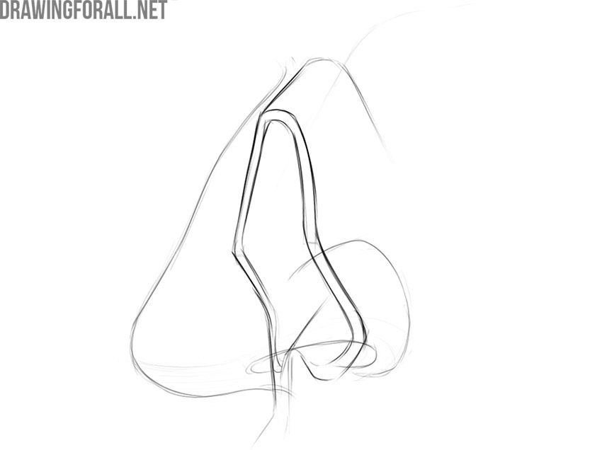 3/4 view of the nose showing its underlying bony and cartilaginous framework.