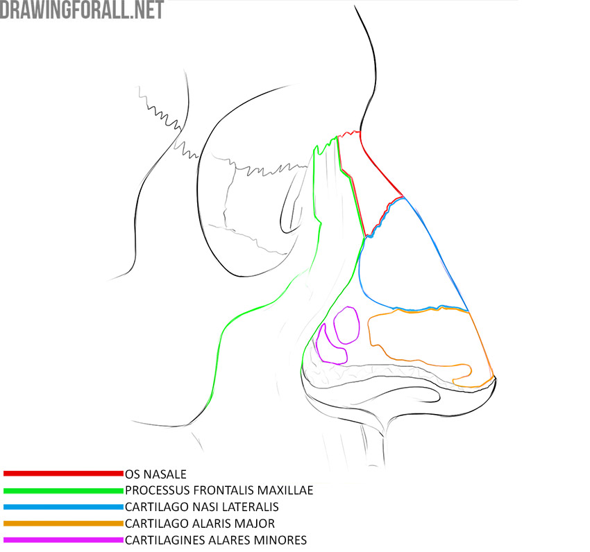 Nose anatomy with the nasal bone, frontal process of the maxilla, lateral nasal cartilage, and major and minor alar cartilages labeled.