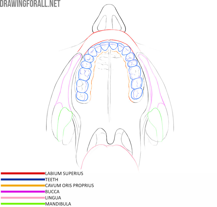 Oral cavity anatomy with the upper lip, teeth, oral cavity proper, cheek, tongue, and mandible labeled.