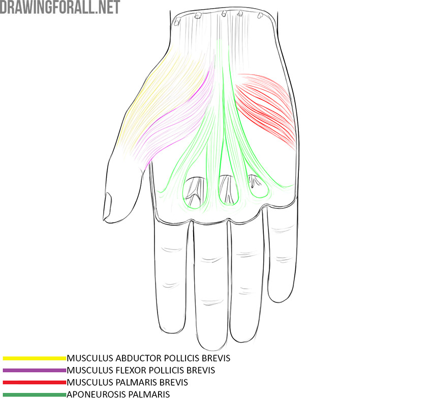 Palm anatomy with the abductor pollicis brevis, flexor pollicis brevis, palmaris brevis, and palmar aponeurosis labeled.