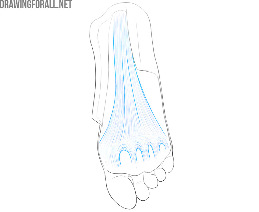 Sole of the foot showing the plantar aponeurosis extending from heel toward the toes.