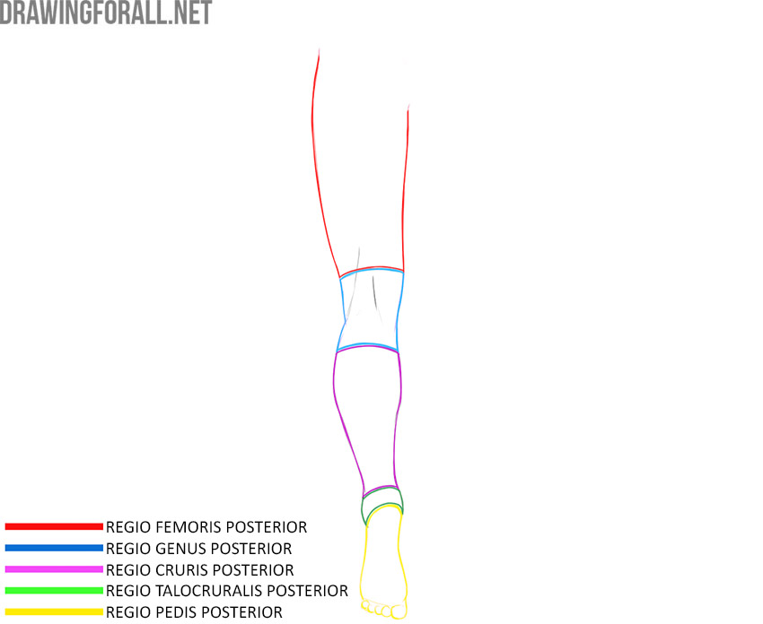 Posterior lower limb with the thigh, knee, lower leg, ankle, and foot regions labeled.