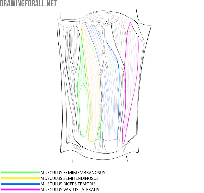 Posterior thigh anatomy with the semimembranosus, semitendinosus, biceps femoris, and vastus lateralis labeled.
